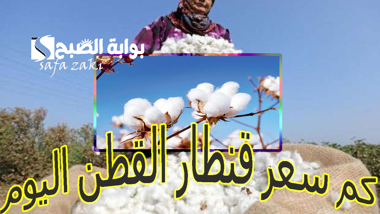 بكام “الذهب الأبيض” .. سعر قنطار القطن اليوم الأربعاء 6 نوفمبر 2024 في مختلف المحافظات قلبي وبحري