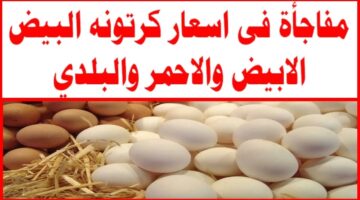 سعر كرتونة البيض الأبيض والأحمر والبلدي اليوم الأربعاء 13 نوفمبر 2024