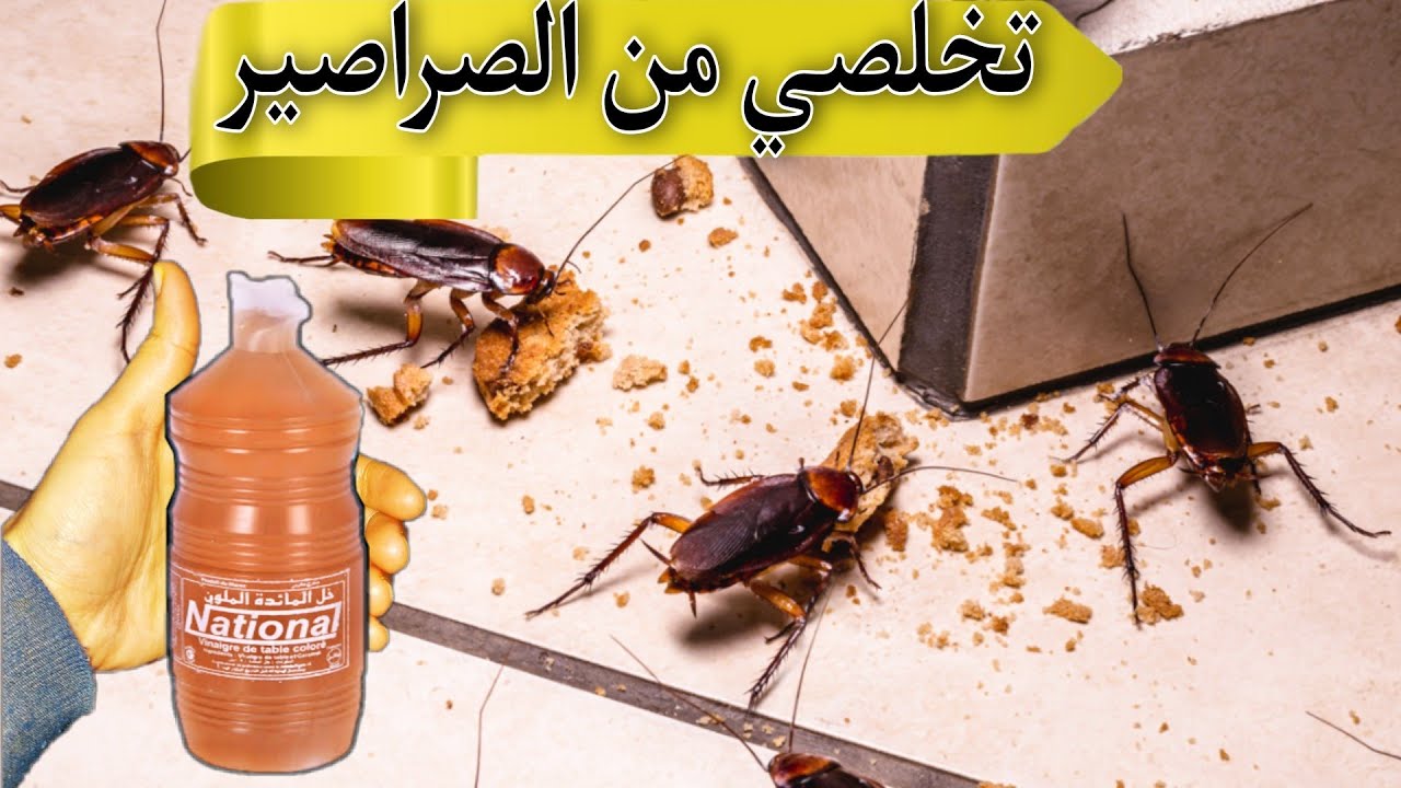 كيفية التخلص من الصراصير بشكل نهائي 5 كيفية التخلص من الصراصير بشكل نهائي