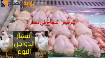 كم سعر الدجاج في مصر؟1