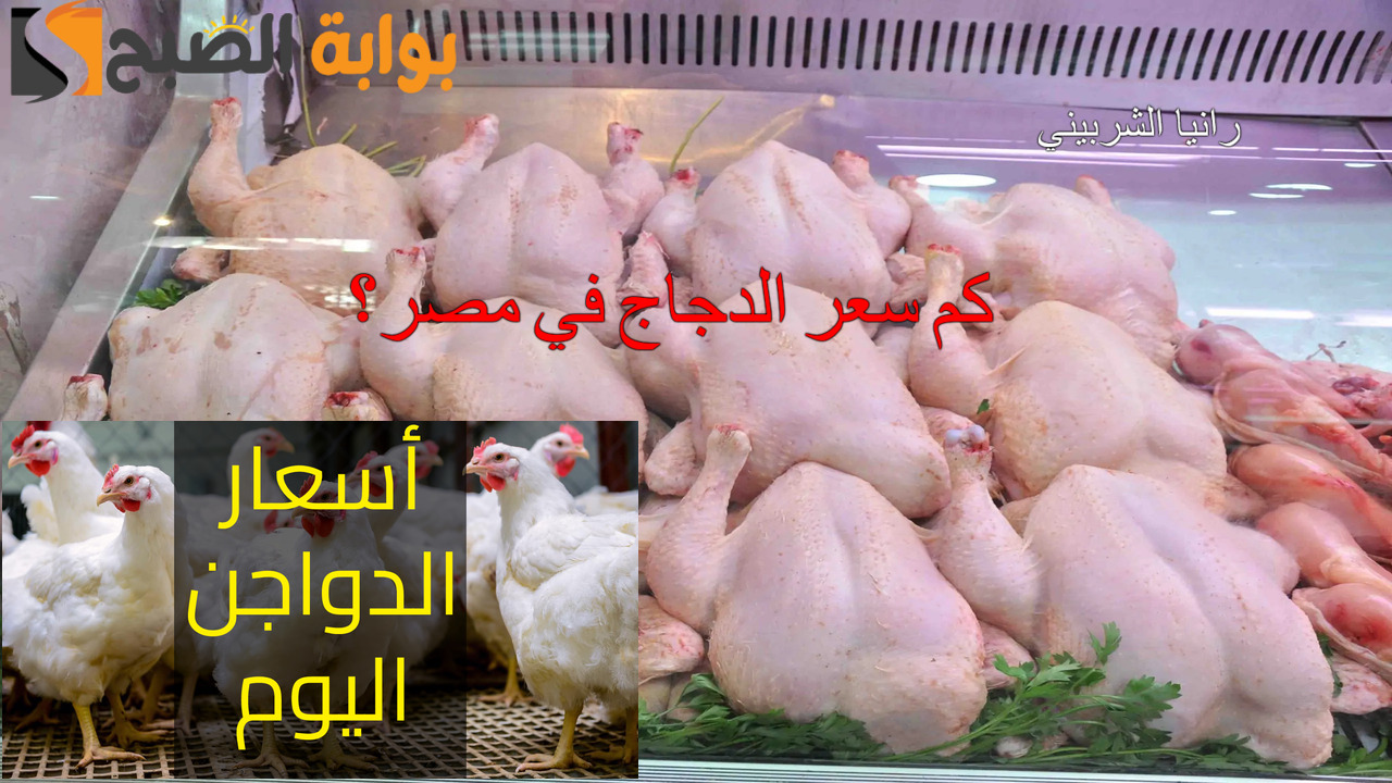 "كم سعر الدجاج في مصر" أسعار بورصة الدواجن اليوم الأحد 3/11/2024 في الأسواق والكتاكيت 5 “كم سعر الدجاج في مصر” أسعار بورصة الدواجن اليوم الأحد 3/11/2024 في الأسواق والكتاكيت