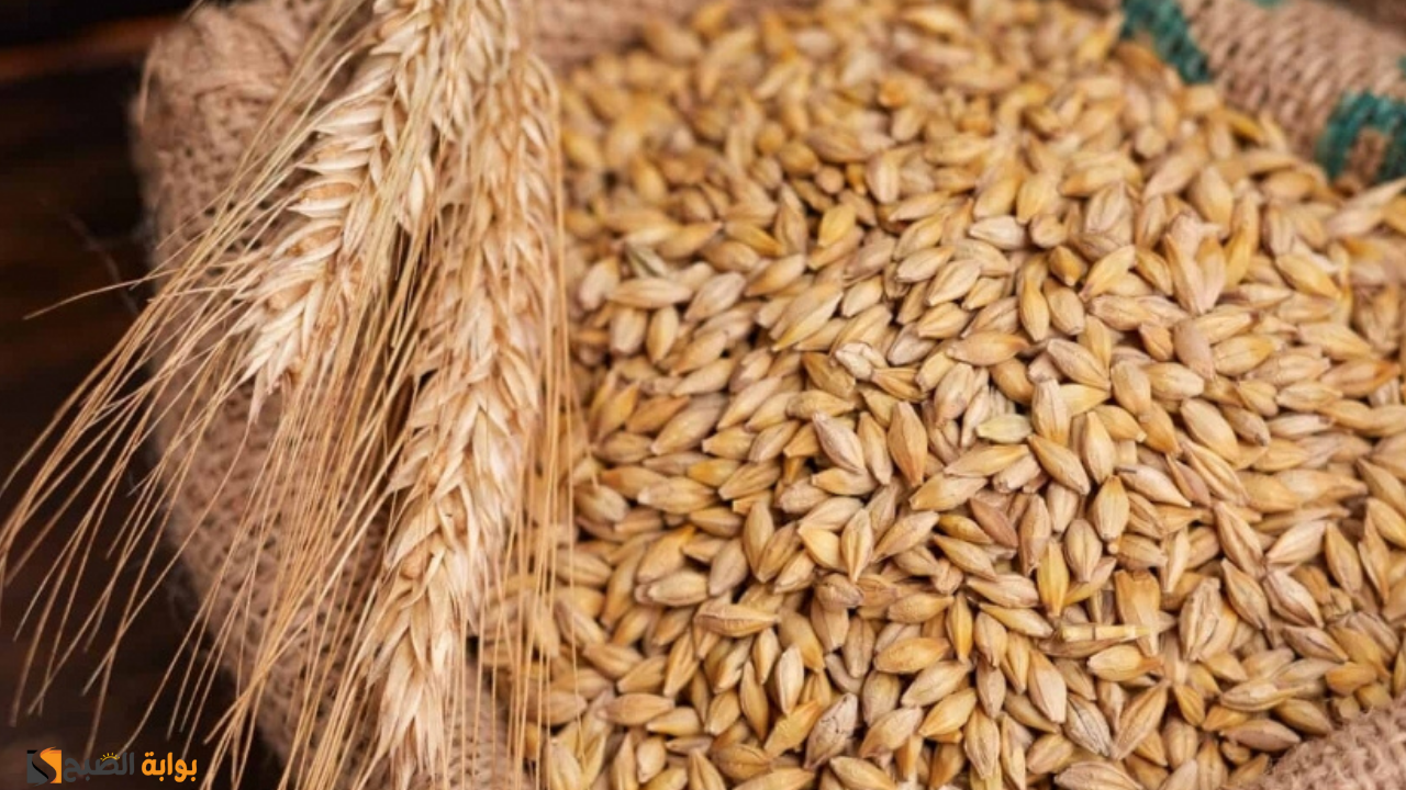 سعر طن الأرز الشعير اليوم في الأسواق المصرية.. نقيب الفلاحين يوُضح