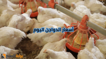 نهي556