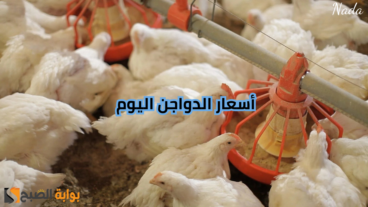 بورصة الدواجن تُوضح أسعار الفراخ والبيض اليوم في السوق المحلي للمستهلك