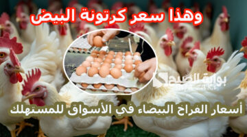 وهذا سعر كرتونة البيض
