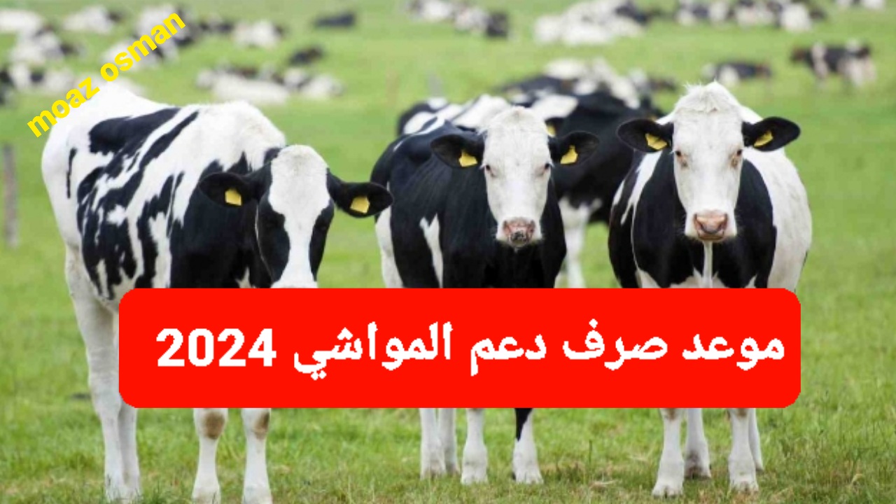 “بدأ العد التنازلي” موعد صرف دعم المواشي لشهر نوفمبر 2024.. والشروط المطلوبة للحصول عليه