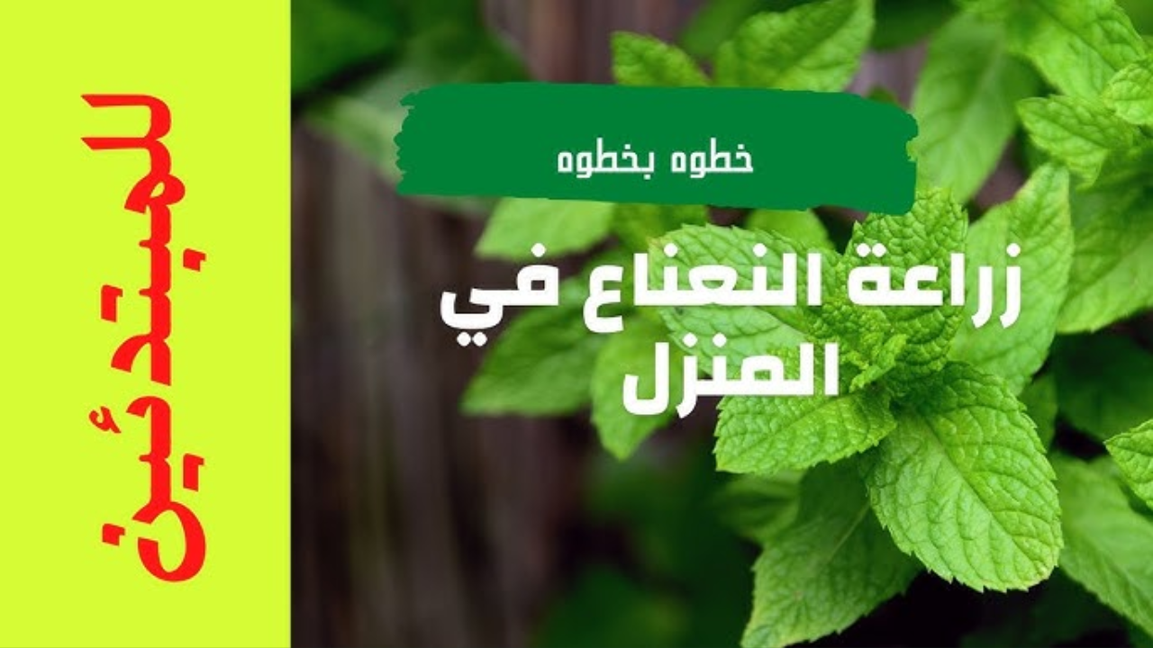 خطوة بخطوة اتعلمي زراعة نبات النعناع في البيت “شتلة أو عقل” واستمتعي بأحلى رائحة ببلكونتك أو حديقتك