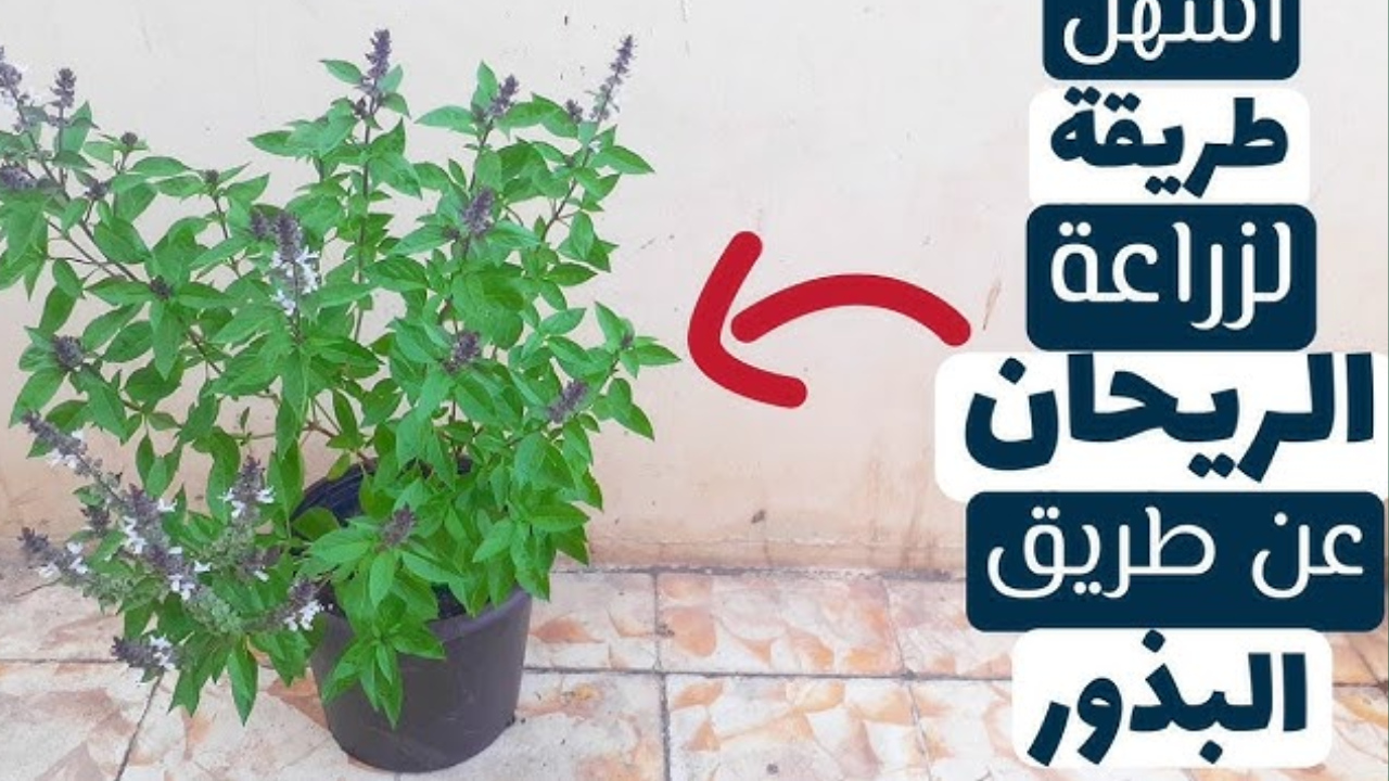 لحديقة جميلة في منزلك ازرعي الريحان برائحته العطرية الجميلة بطريقة سهلة وسوف تحصلين على أزهار طوال العام