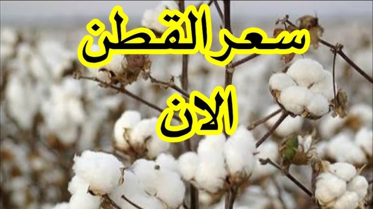 الذهب الأبيض بكام؟.. سعر قنطار القطن اليوم الأربعاء 18-12-2024 في مصر.. شوف وصل كام