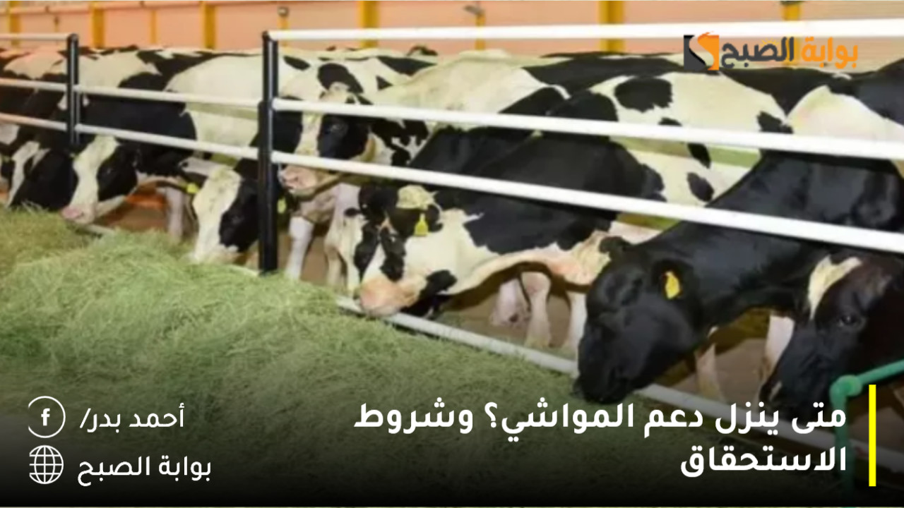 بعد تبكيره.. متى ينزل دعم المواشي؟ وشروط الاستحقاق