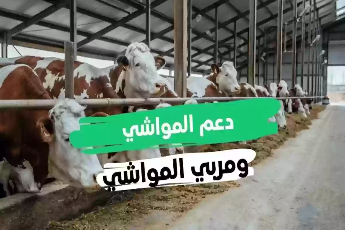 موعد صرف دعم المواشي شهر ديسمبر 2024.. وزارة البيئة والزراعة توضح