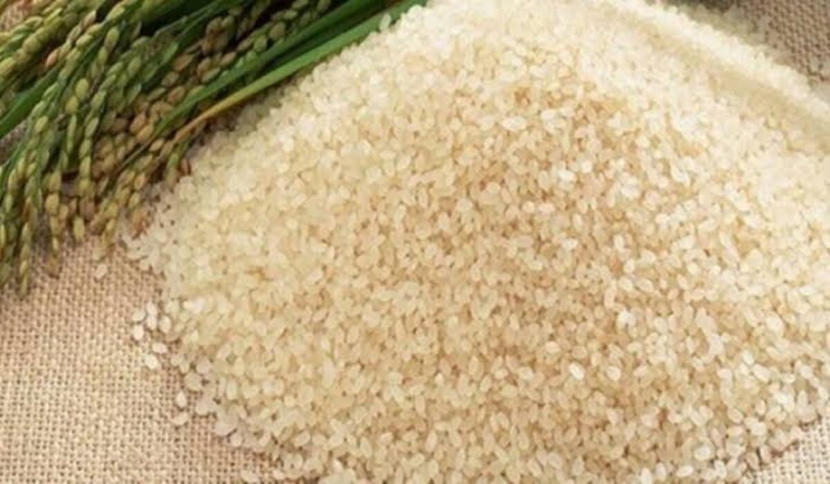 بكام النهاردة؟!..  سعر طن الأرز الشعير اليوم الأربعاء 11 ديسمبر 2024 في الأسواق
