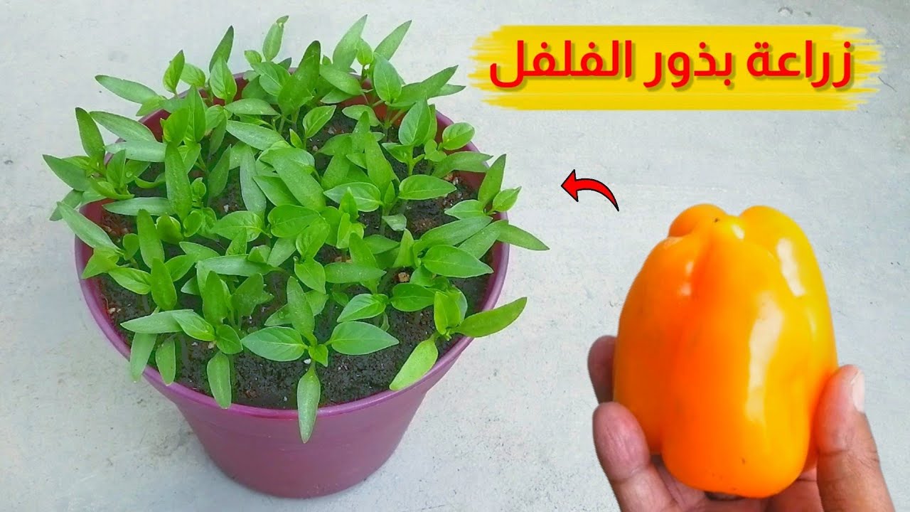 بطريقة عبقرية ازرعي الفلفل الحلو بالبذور في البيت واحصلي عليه طوال العام طازج