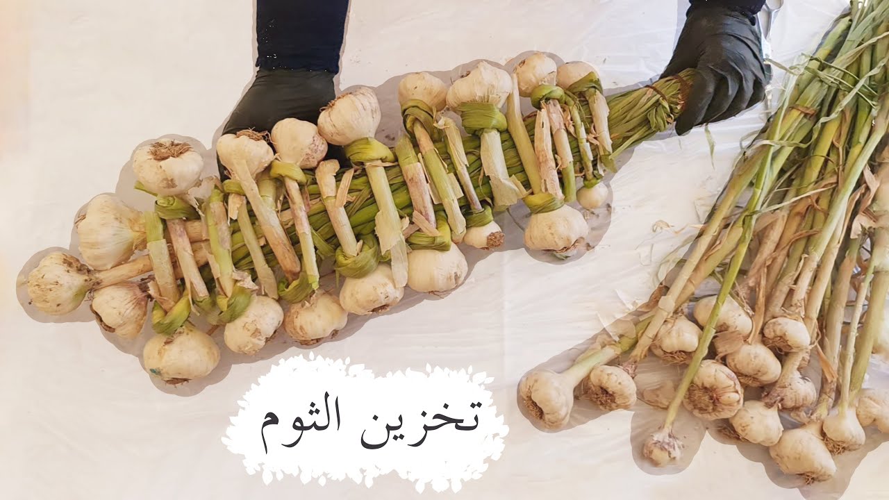 الطريقة الصحيحة في تخزين الثوم.. وتعرف علي الأخطاء الشائعة في تخزينه