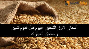 أسعار الارز الشعير اليوم1