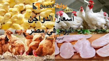 أسعار الدواجن اليوم