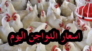 أسعار الدواجن اليوم في مصر