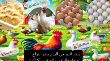 أسعار الدواجن اليوم في مصر