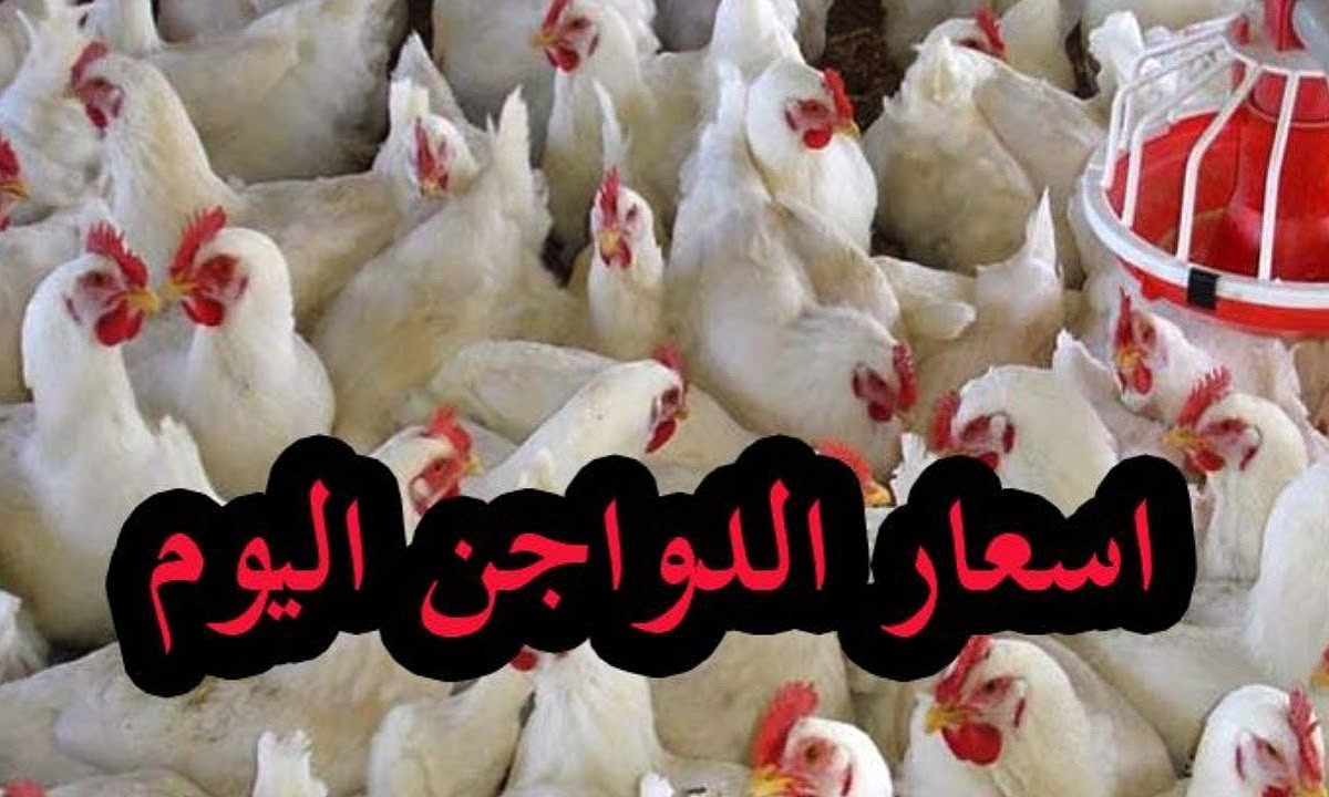 البلدي بكام؟ أسعار الدواجن اليوم في مصر بداية تعاملات الاثنين 30 ديسمبر بعد آخر تحديث في البورصة 2 البلدي بكام؟ أسعار الدواجن اليوم في مصر بداية تعاملات الاثنين 30 ديسمبر بعد آخر تحديث في البورصة
