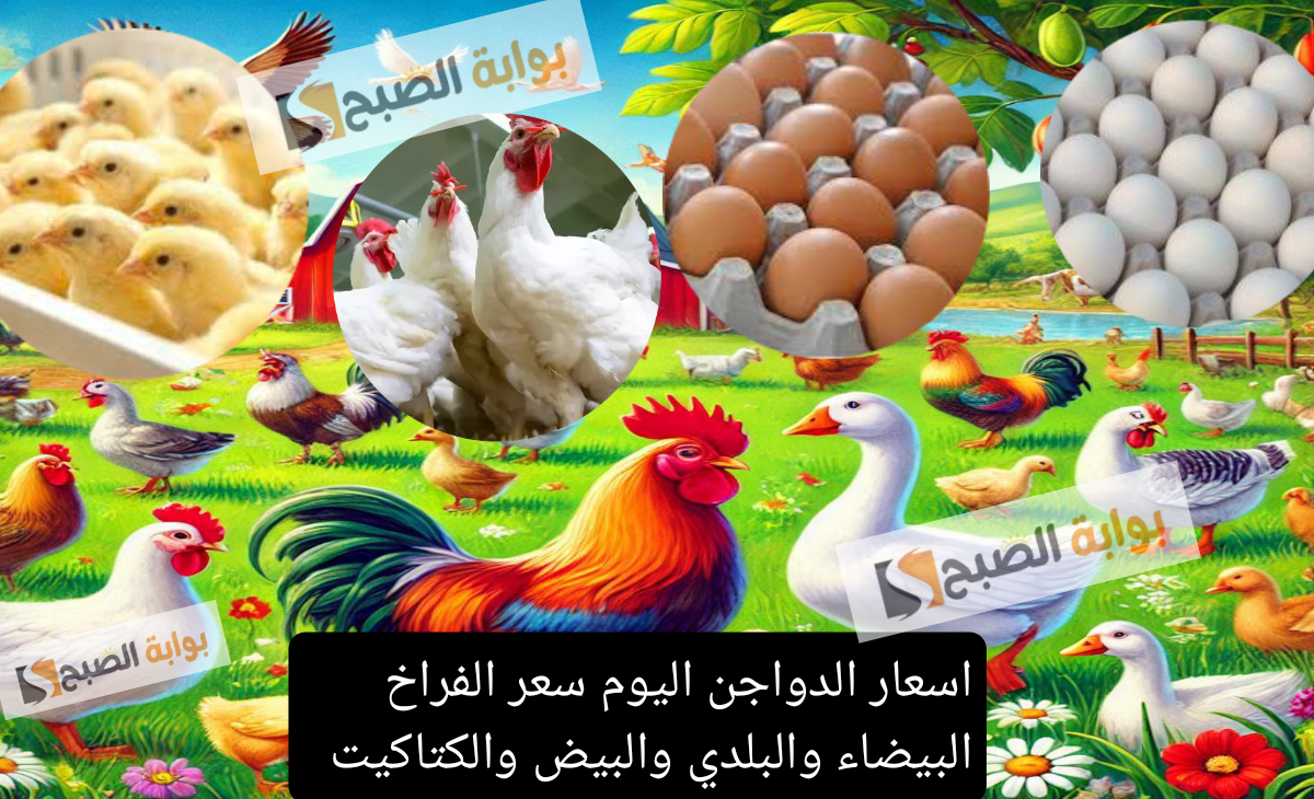 فى ليلة رأس السنة: اسعار الدواجن اليوم سعر الفراخ البيضاء والبلدي والبيض والكتاكيت 2 فى ليلة رأس السنة: اسعار الدواجن اليوم سعر الفراخ البيضاء والبلدي والبيض والكتاكيت