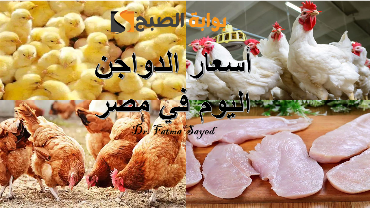 بكام انهاردة.. أسعار الدواجن البيضاء والبلدي اليوم السبت 28 ديسمبر 2024 في البورصة والسوق المحلي| وسعر الديك الرومي 2 بكام انهاردة.. أسعار الدواجن البيضاء والبلدي اليوم السبت 28 ديسمبر 2024 في البورصة والسوق المحلي| وسعر الديك الرومي