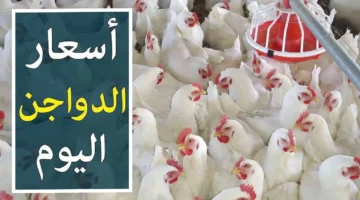 أسعار الدواجن في مصر 1