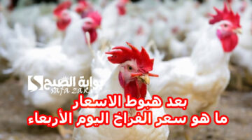 أسعار الدواجن والبيض اليوم الاربعاء فى بورصة الدواجن العمومية