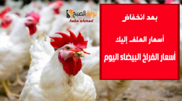 أسعار الفراخ البيضاء االيوم