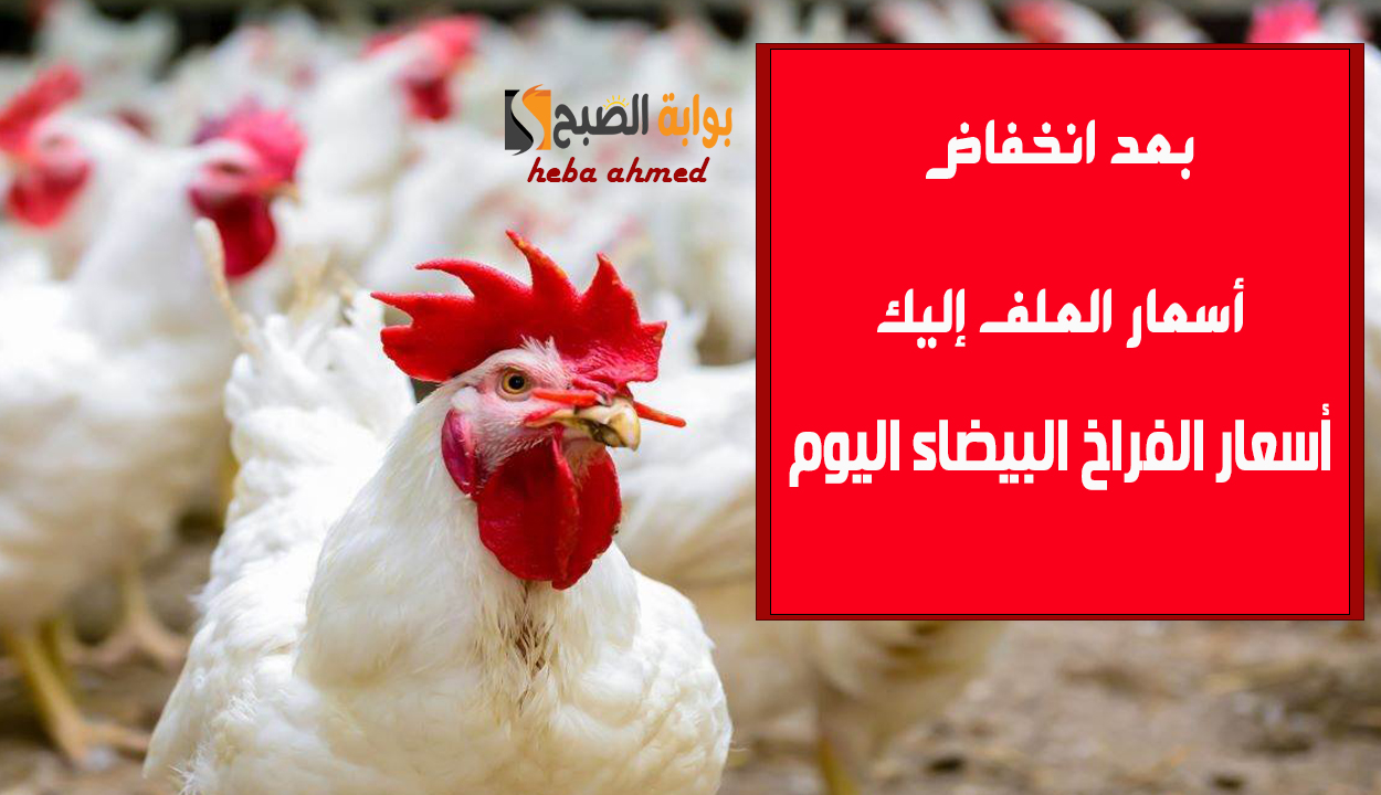 بعد تراجع سعر العلف... أسعار الفراخ البيضاء اليوم الجمعة 27 ديسمبر 2024 للمستهلك وبالمزارع 2 بعد تراجع سعر العلف… أسعار الفراخ البيضاء اليوم الجمعة 27 ديسمبر 2024 للمستهلك وبالمزارع