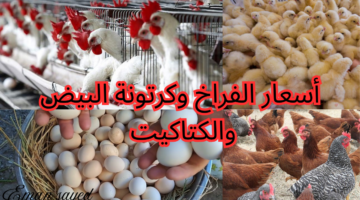 أسعار الفراخ البيضاء اليوم