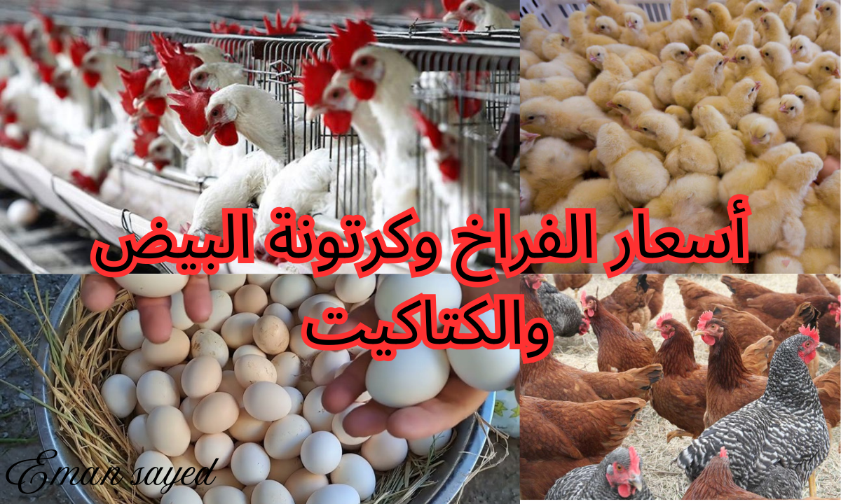 "بكام انهارده".. أسعار الفراخ البيضاء وكرتونة البيض والكتاكيت اليوم الأحد 1 ديسمبر 2024 في بورصة الدواجن والأسواق والمستهلك 5 “بكام انهارده”.. أسعار الفراخ البيضاء وكرتونة البيض والكتاكيت اليوم الأحد 1 ديسمبر 2024 في بورصة الدواجن والأسواق والمستهلك