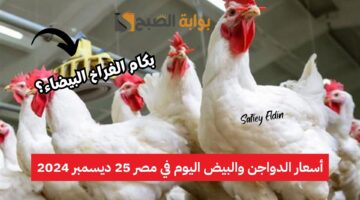 أسعار الفراخ اليوم الأربعاء 25 ديسمبر 1