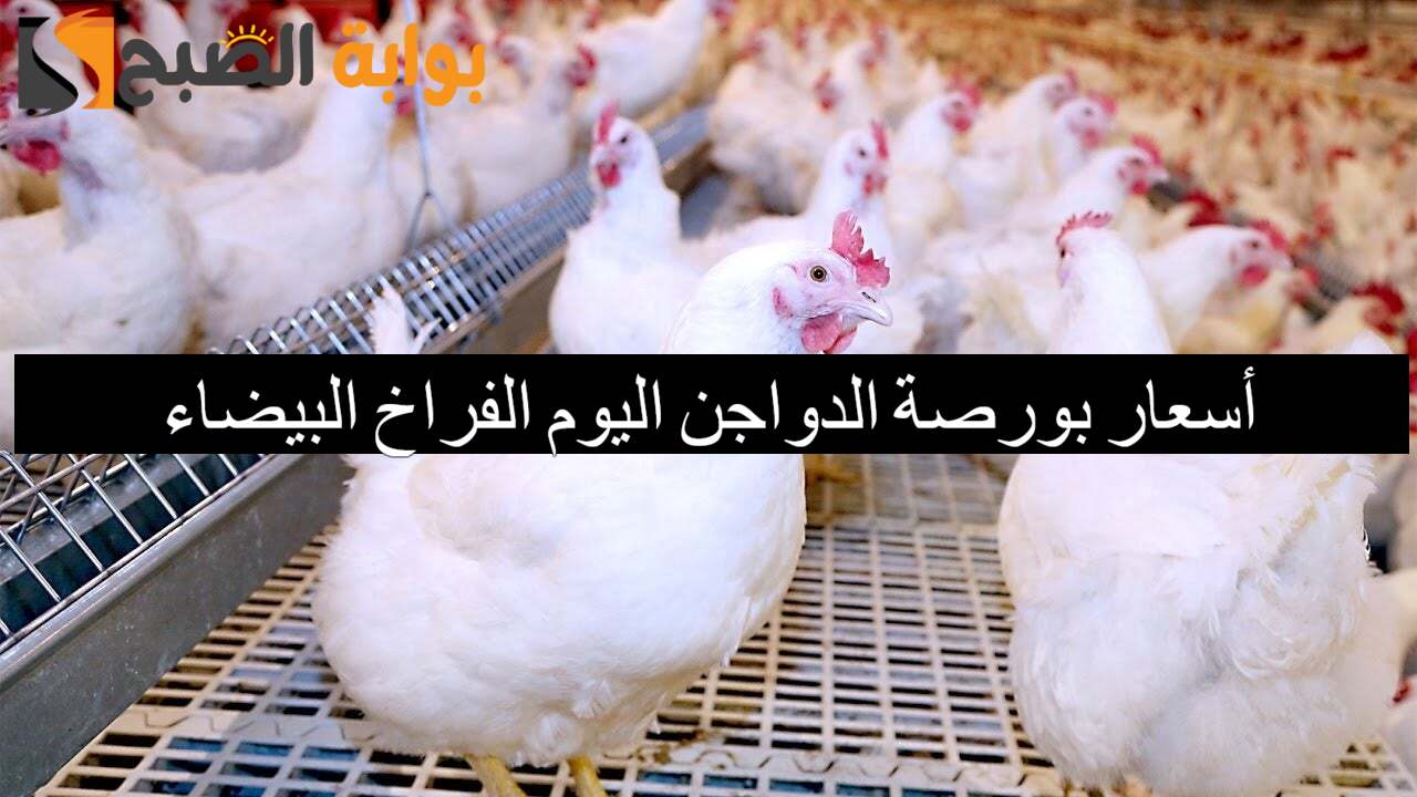 بكام؟.. أسعار بورصة الدواجن اليوم الفراخ البيضاء الأربعاء 11/12/2024 والكتاكيت في الأسواق المصرية