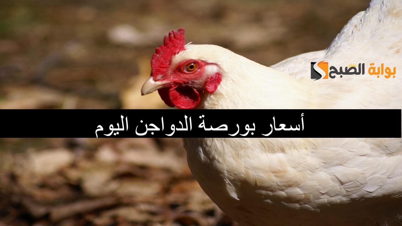 وصلت لكام؟..أسعار بورصة الدواجن اليوم السبت 20/12/2024 في الأسواق المصرية 2 وصلت لكام؟..أسعار بورصة الدواجن اليوم السبت 20/12/2024 في الأسواق المصرية