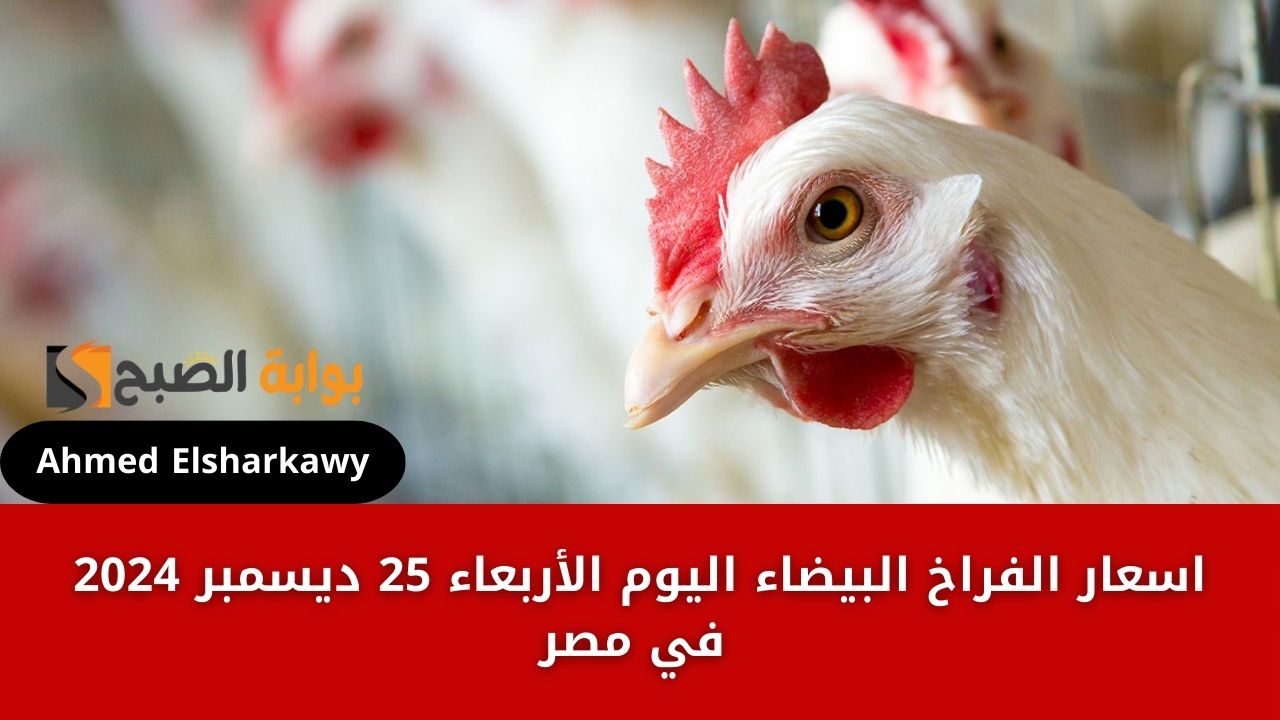 “شوفي هتجيبيها بكام” اسعار الفراخ البيضاء اليوم الأربعاء 25 ديسمبر 2024 للمستهلك
