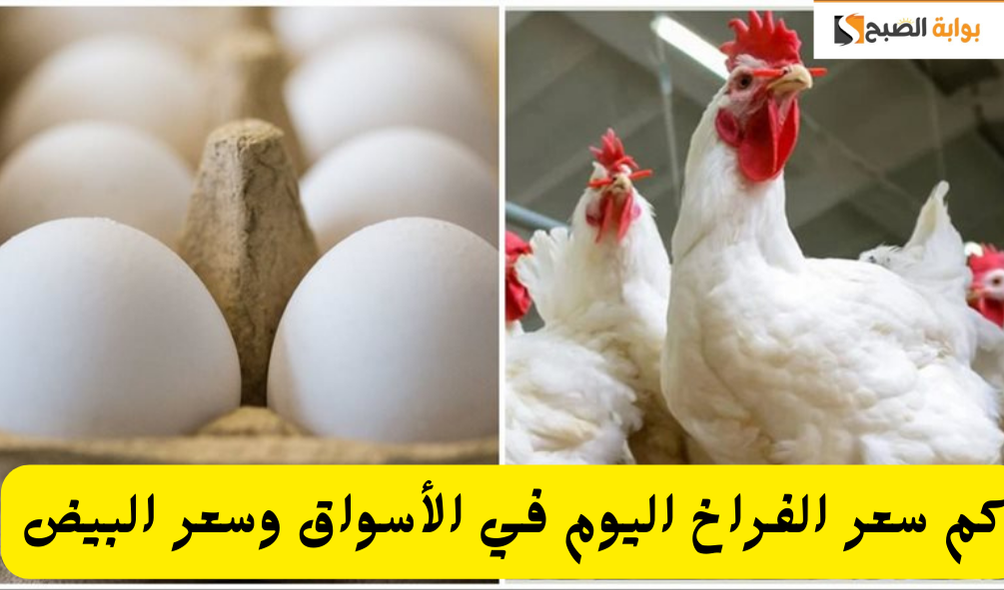 بعد الارتفاع الأخير.. كم سعر كيلو الفراخ اليوم الثلاثاء 31 ديسمبر 2024 كرتونة البيض في الأسواق