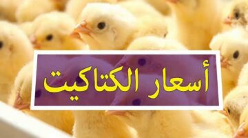 ارتفاع أم انخفاض؟. أسعار الكتاكيت اليوم الخميس 12 12 2024 في المزرعة والأسواق