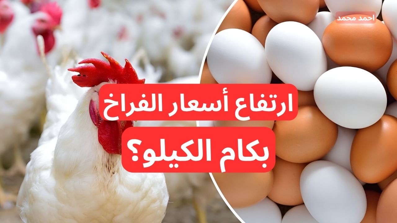 “الفراخ طلعت في العالي”.. ارتفاع سعر الفراخ اليوم الخميس بورصة الدواجن 5-12-2024 والبيض بكام!