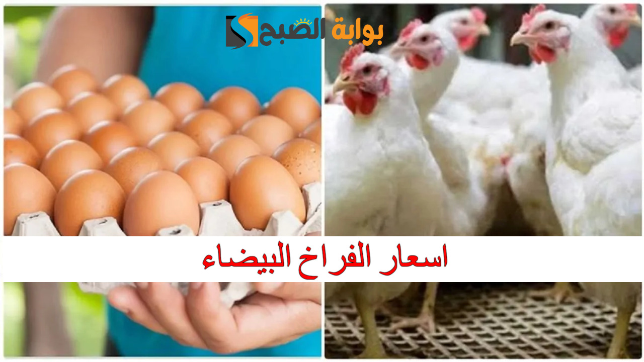 بعد الزيادة الأخيرة.. اسعار الفراخ البيضاء والبيض اليوم الثلاثاء 24/12/2024 في الأسواق المصرية 2 بعد الزيادة الأخيرة.. اسعار الفراخ البيضاء والبيض اليوم الثلاثاء 24/12/2024 في الأسواق المصرية