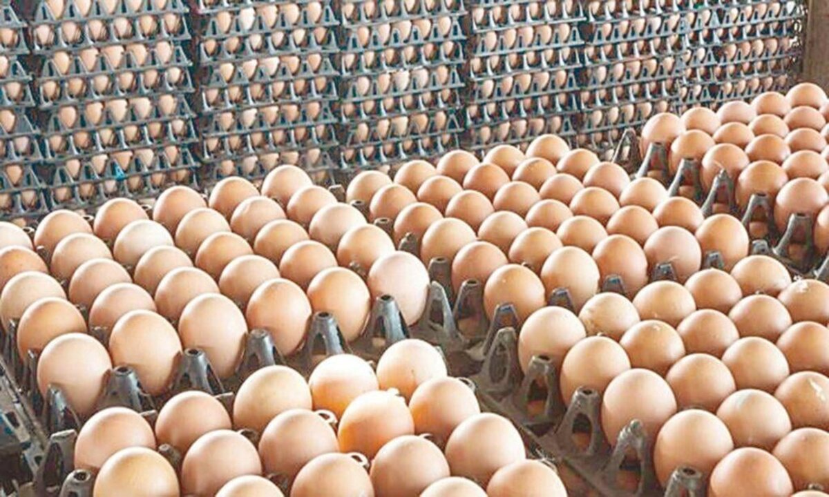 سعر كرتونة البيض اليوم السبت 22-2-2025 للمستهلك