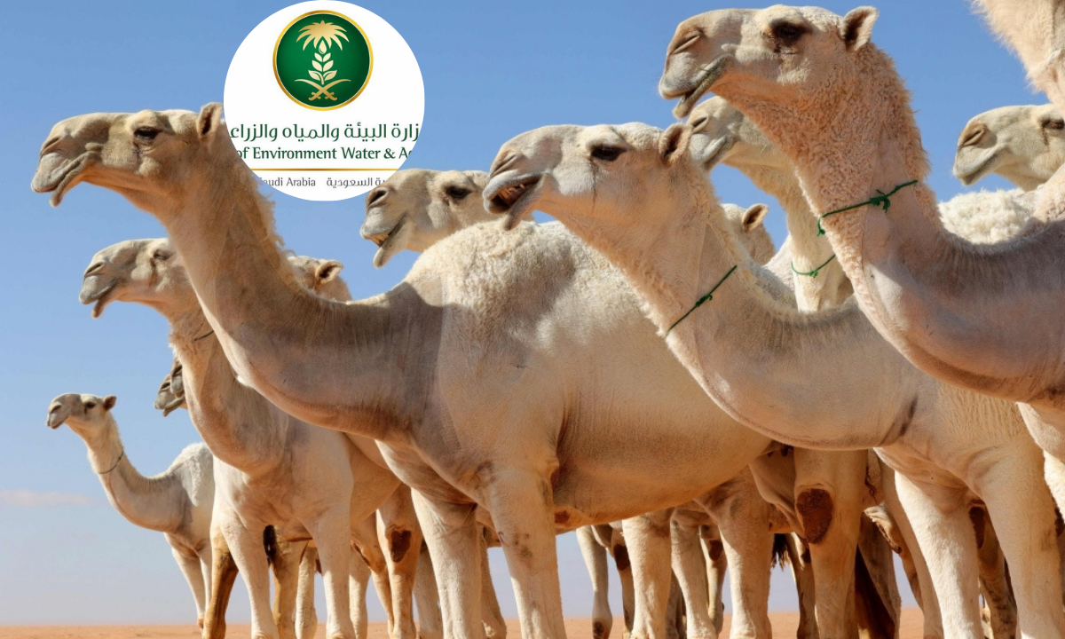 خطوات التسجيل في خدمة ترقيم الإبل في السعودية والشروط اللازمة 2025.. “وزارة البيئة والمياه والزراعة” توضح