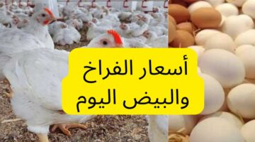 الحقي خزني قبل رمضان. أسعار الفراخ اليوم والبيض بعد آخر انخفاض في بورصة الدواجن الاثنين 23 ديسمبر 2024