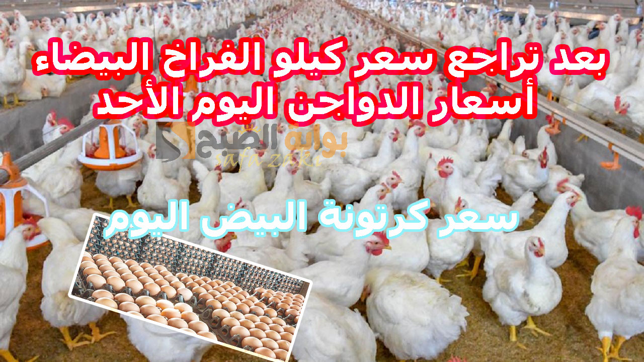 تراجع اسعار بورصة الدواجن العمومية ..  أسعار الفراخ البيضاء اليوم الأحد 1 ديسمبر 2024 «الساسو – الحمراء» للبيع في الأسواق المصرية