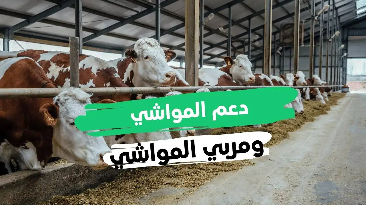 “وزارة الموارد توضح” موعد صرف دعم المواشي شهر ديسمبر 2024