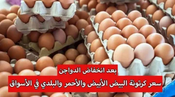 بعد انخفاض الدواجن. سعر كرتونة البيض الأبيض والأحمر والبلدي في الأسواق وأسعار الفراخ اليوم