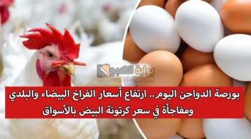 بورصة الدواجن اليوم. ارتفاع أسعار الفراخ البيضاء والبلدي ومفاجأة في سعر كرتونة البيض بالأسواق