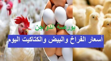 بورصة الدواجن. أسعار الفراخ اليوم والبيض والكتاكيت بعد آخر ارتفاع بالأسواق الخميس 12 12 2024