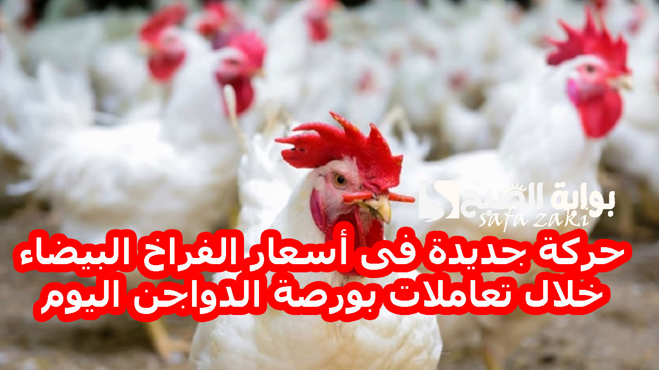حركة جديدة فى أسعار الفراخ البيضاء خلال تعاملات بورصة الدواجن اليوم الأحد 8-12-2024 وسعر كرتونة البيض بالأسواق 5 حركة جديدة فى أسعار الفراخ البيضاء خلال تعاملات بورصة الدواجن اليوم الأحد 8-12-2024 وسعر كرتونة البيض بالأسواق