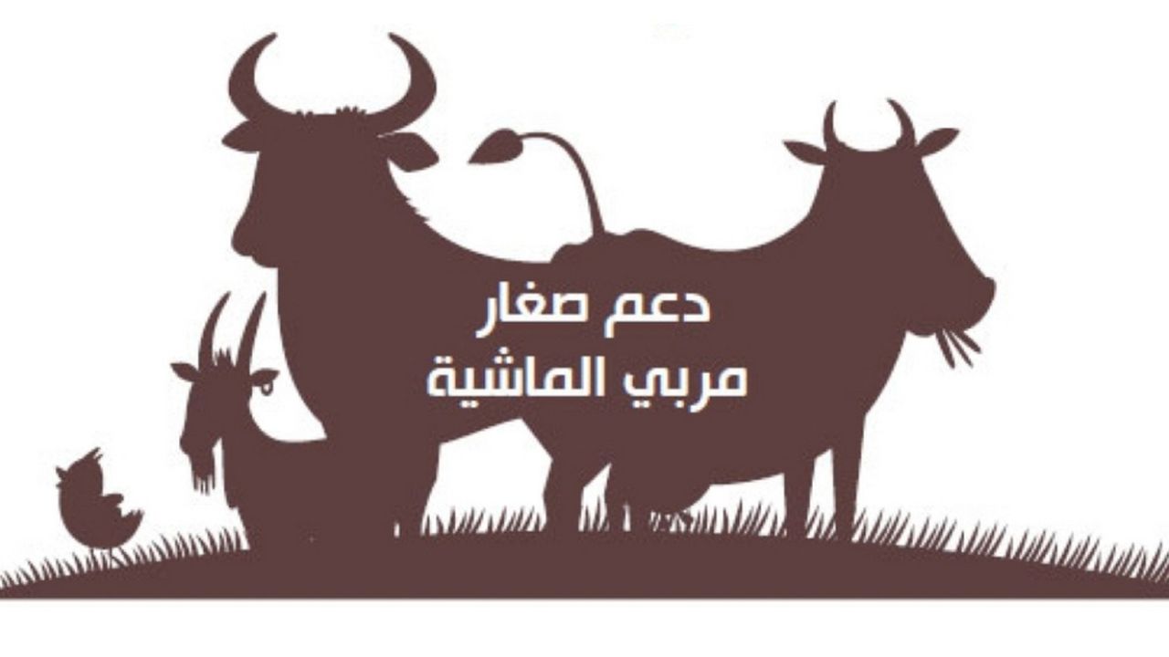 شروط التسجيل في دعم مربي المواشي وأرقام التواصل مع خدمة العملاء