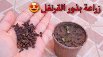 زراعة القرنفل 1